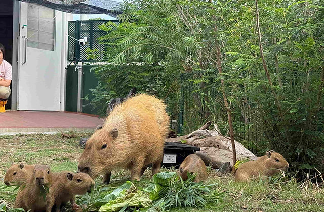 カピバラ親子の展示時間の延長について | 竹島水族館 カピバラ親子の展示時間の延長について | 竹島水族館