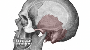 Das Os temporale: Anatomie, Funktionen und klinische Bedeutung