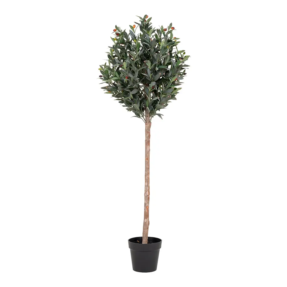 Thumbnail: plante d'intérieur