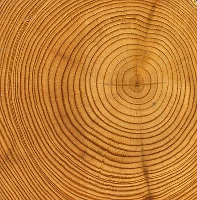 Holzringe