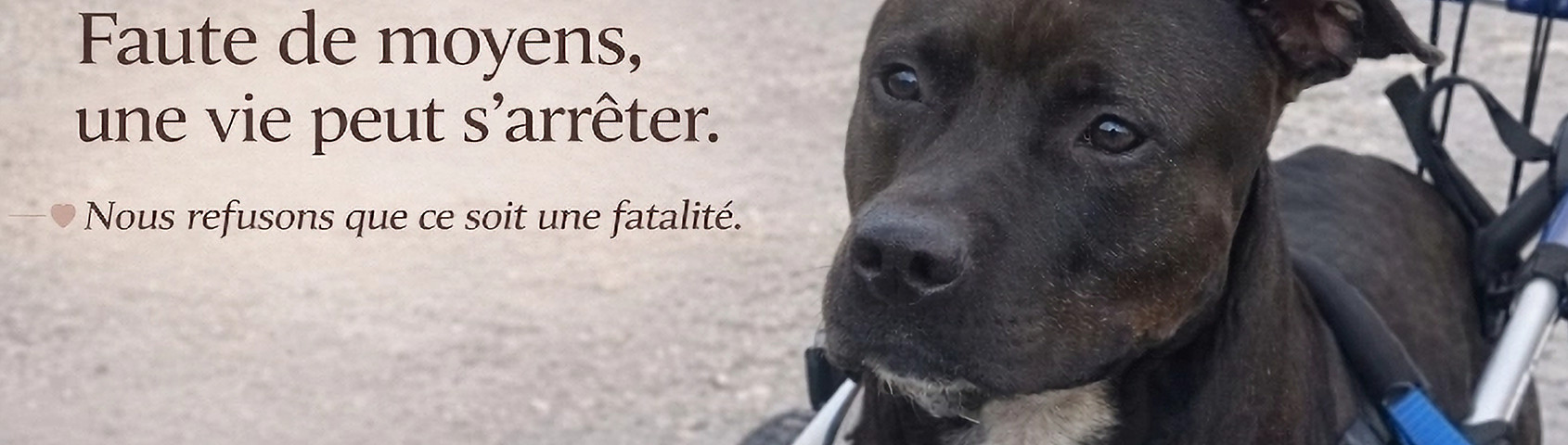 Tyron, chien handicapé sauvé de l’euthanasie grâce à une prise en charge vétérinaire, symbole de l’action de la Fondation Tyr