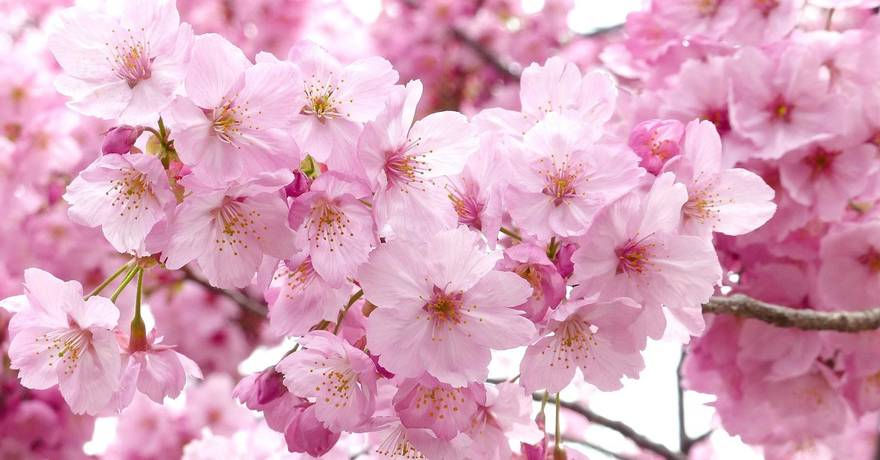 cherry blossom