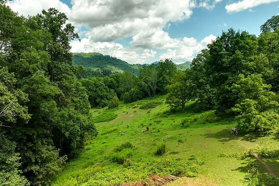honeybear_pasture_dronemountainview.jpg