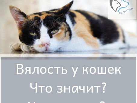 Летаргия (вялость) у кошек.
