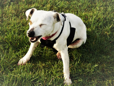 Обратное чихание у собак: это нормально?