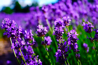 Beautiful lavender fields.jpg