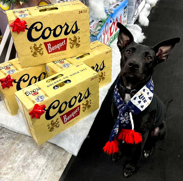 Black dog in scarf next to Coors beer boxes with red bows