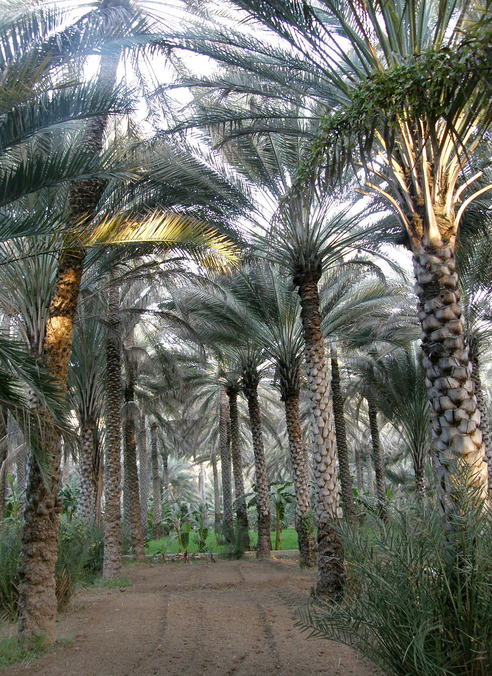 Palmeraie  Nizwa