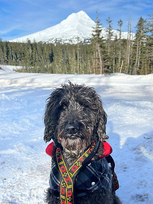 Black Labordoodle in snow