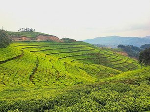 Immersion Transformative au Rwanda : Un Voyage Intérieur basé sur le processus de matérialisation