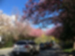 Vancouver Spring Bloom