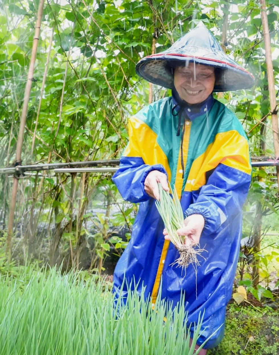 一名農友穿著斗笠與藍黃雨衣,站在雨中的珠蔥田裡展示剛採收、仍帶有根鬚的珠蔥。