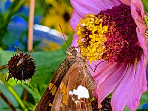 Marietta Daisies Garden Club