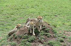 Guépard site_edited.jpg