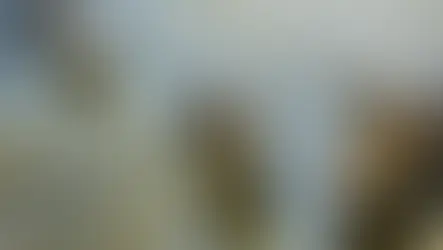 ISRAELE. I coccodrilli di Ben Gvir e la "guerra animale" contro i palestinesi