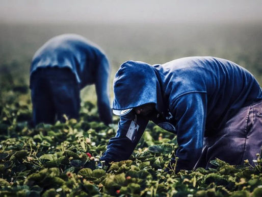 Razzismo, lavoro e profitto