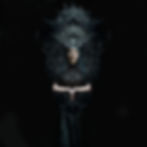 DARK CREATURES COVER NO TITLE.jpg