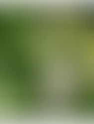 イギリスの植物を巡るハーブ・ウォーク オンライン講座(全2回)