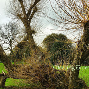 1月30日（土）開催！「イギリス人メディカルハーバリストと歩くバーチャルハーブウォーク 特別版！」オンライン講座