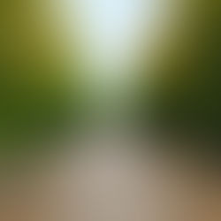 メディカルハーバリストへの道：イギリスでハーブ療法を学ぶ７