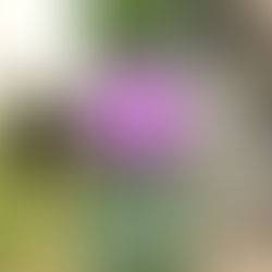 初春のお茶会＆フラワーレメディ プチカウンセリングのお知らせ