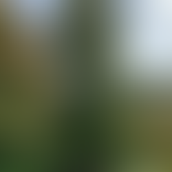 11月14日！「イギリス人メディカルハーバリストと歩くバーチャルハーブウォーク第２弾」