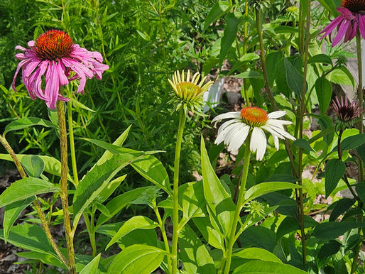 Projet de prés fleuris à Limbour