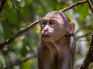 Flying Monkeys des Narzissten: Handlanger emotionaler Manipulation