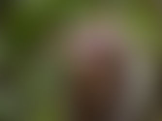 Flying Monkeys des Narzissten: Handlanger emotionaler Manipulation