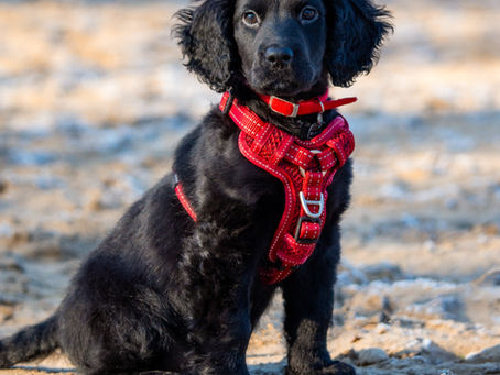 Dog Harnesses