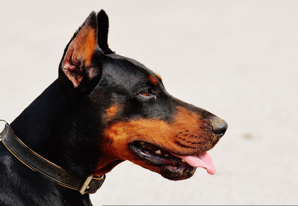 Dog Collar