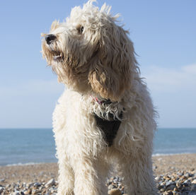 Dog Harnesses