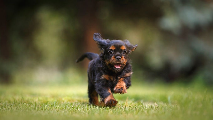 Secure Dog Field Hire