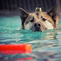 Explore the UK's best Dog Swimming and Hydrotherapy facilities with Manor House Dogs. Expert-led, safe and fully equipped centres for Dog Fitness and Recovery.