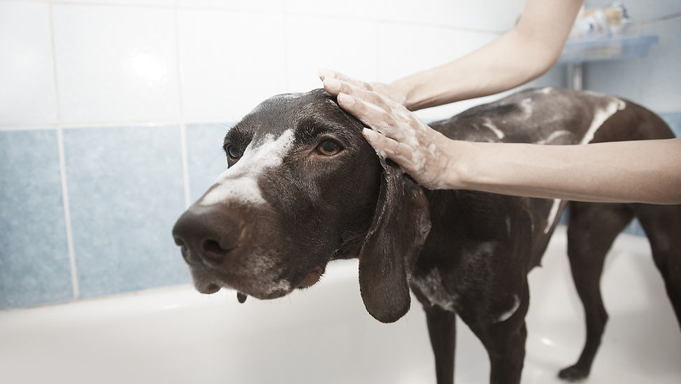 Dog Groomer