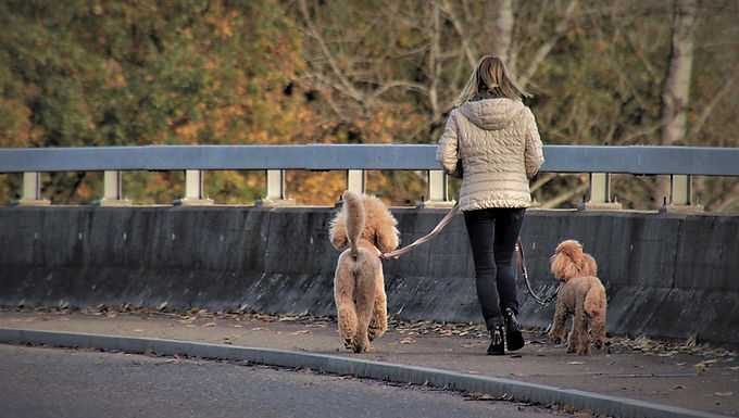 Dog Walking