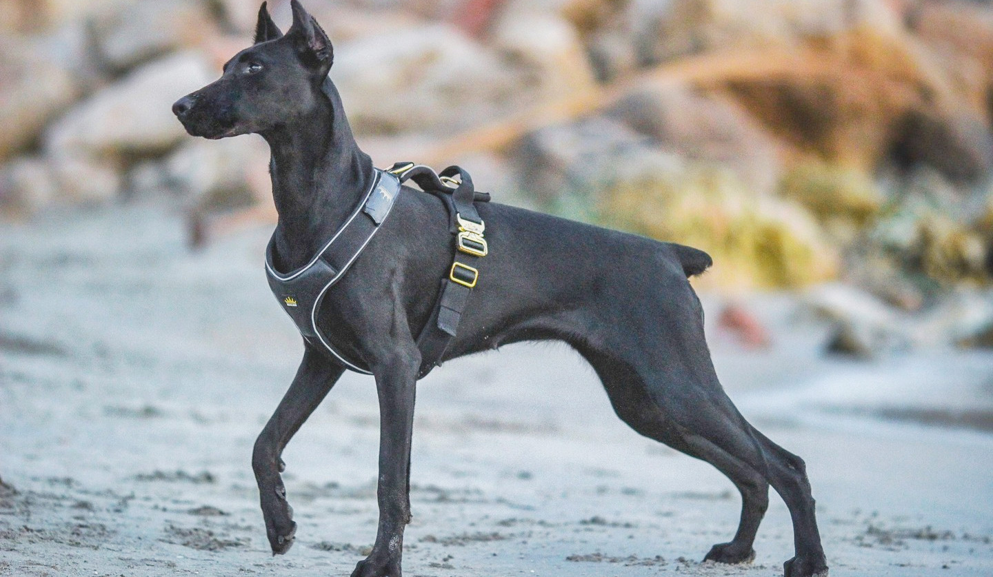 Dog In a Dog Harness