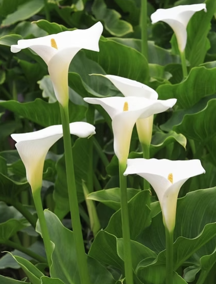Calla Lilies