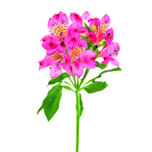 Alstroemeria