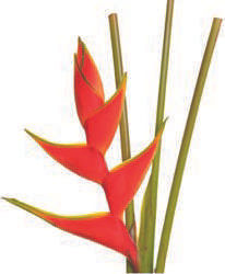 Exotic Tropical Flower