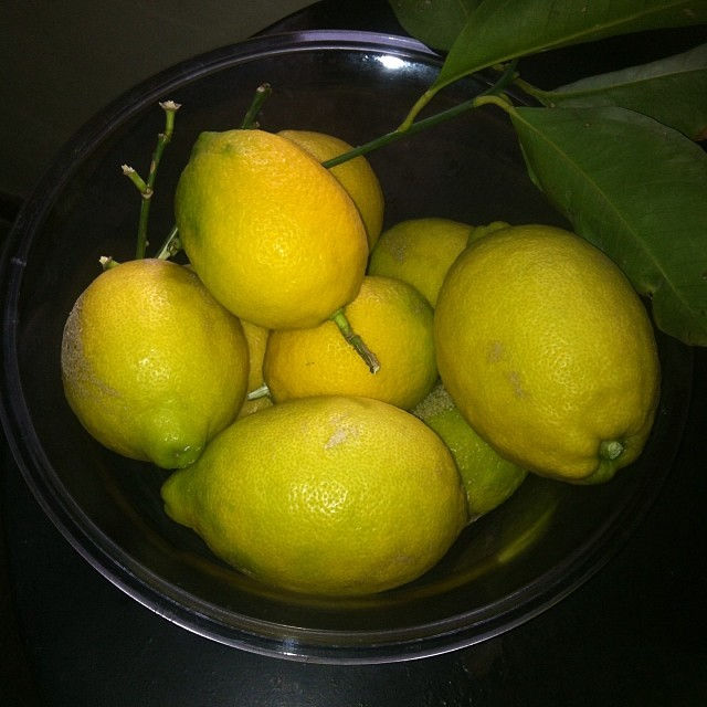 Instagram - Lemonia Lemons Citroner 🌞