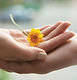 flower.jpeg