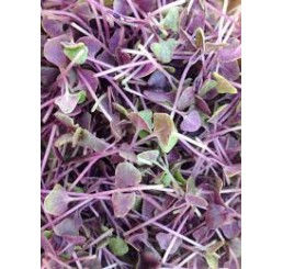 agriao-roxo-258x245