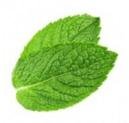 menta-258x245