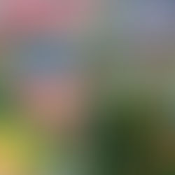 ROLBAL: Proteas Rolbalspan gereed vir wêreldbeker in Maleisië