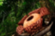 rafflesia.jpeg