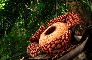 rafflesia.jpeg