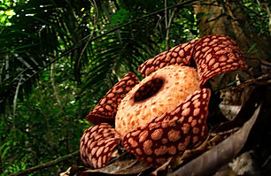 rafflesia.jpeg