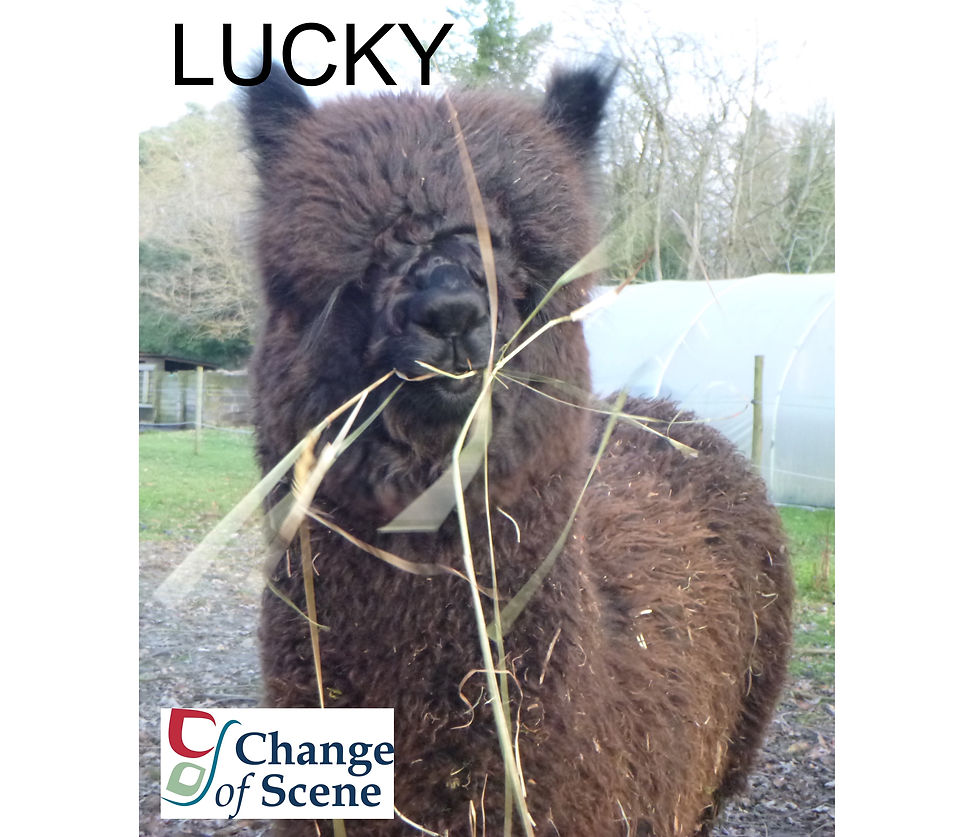 Sponsor an animal - Lucky