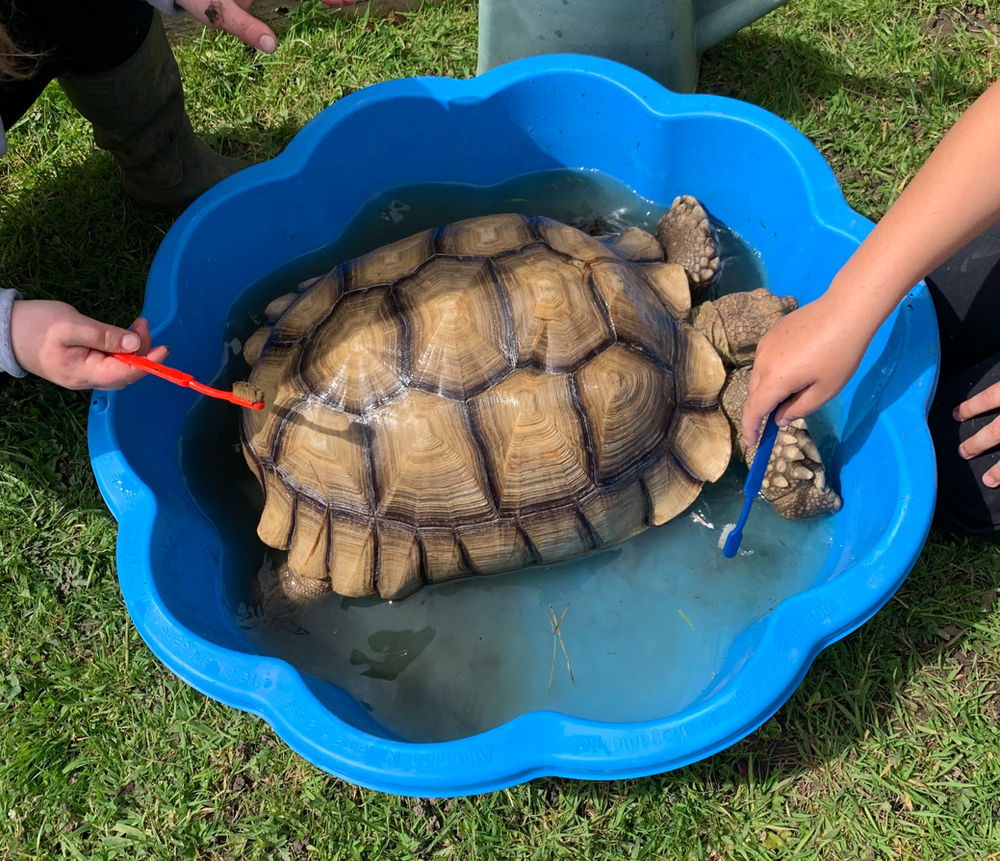 Bath time for the tortoise